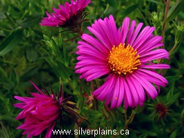 New England aster