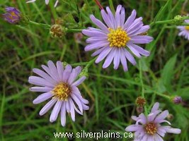 smooth aster