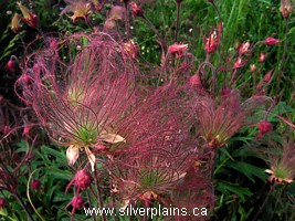 three flowered avens