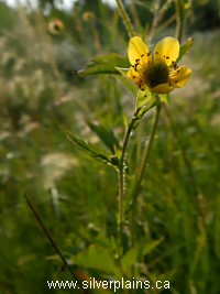 yellow avens