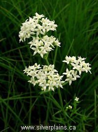 northern bedstraw