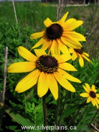 black-eyed susan
