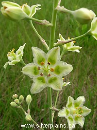 smooth camas