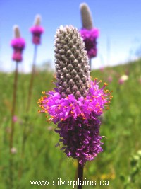 purple prairie clover