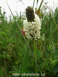 white prairie clover
