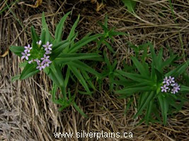 narrowleaf collomia