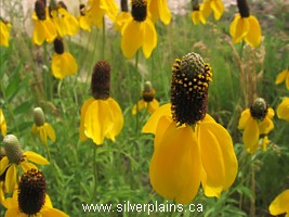 yellow coneflower