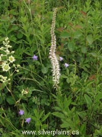 Culver's root