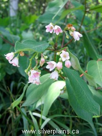 spreading dogbane
