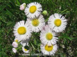 Philadelphia fleabane