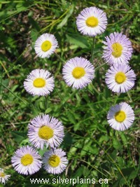 smooth fleabane