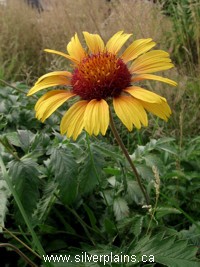 gaillardia
