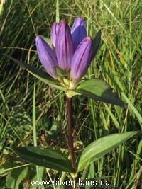 closed gentian