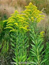 Canada goldenrod