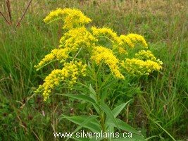 giant goldenrod