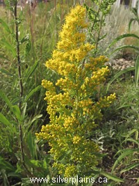 gray goldenrod