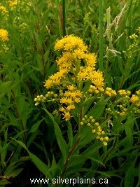 Missouri goldenrod