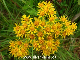 Riddell's goldenrod
