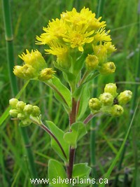 stiff goldenrod