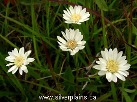 upland white goldenrod