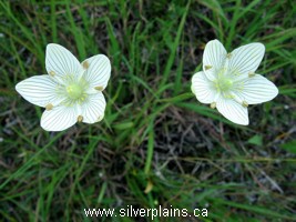 grass of parnassus