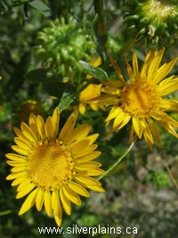 gumweed