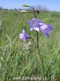 harebell