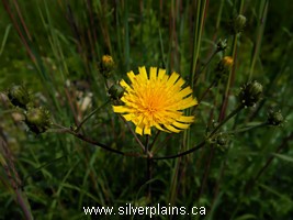 Canada hawkweed