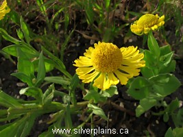 helenium
