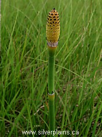 scouringrush horsetail