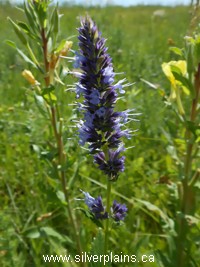 giant hyssop