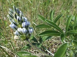 Indian breadroot