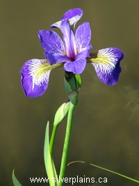 blue flag iris