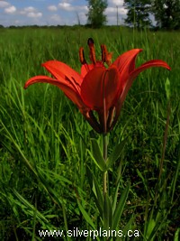 prairie lily