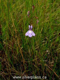 brook lobelia
