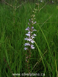 pale spike Lobelia