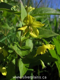 fringed loosestrife