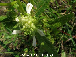swamp lousewort