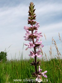 marsh hedgenettle