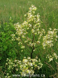 tall meadow-rue