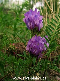 ascending purple milkvetch