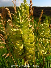 Canada milkvetch
