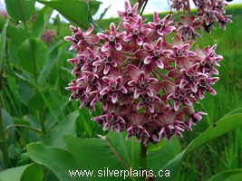 common milkweed