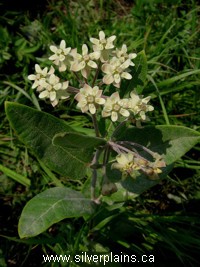 dwarf milkweed