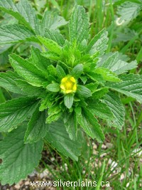 Norwegian cinquefoil