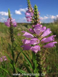 obedient plant