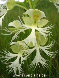 orchids