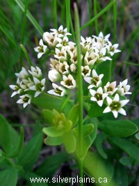 pale comandra