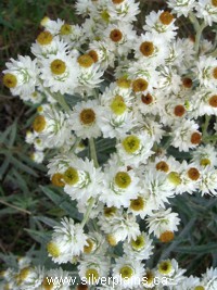 pearly everlasting
