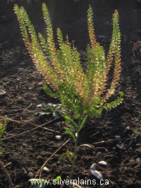 peppergrass - Lepidium densiflorum Schrad.